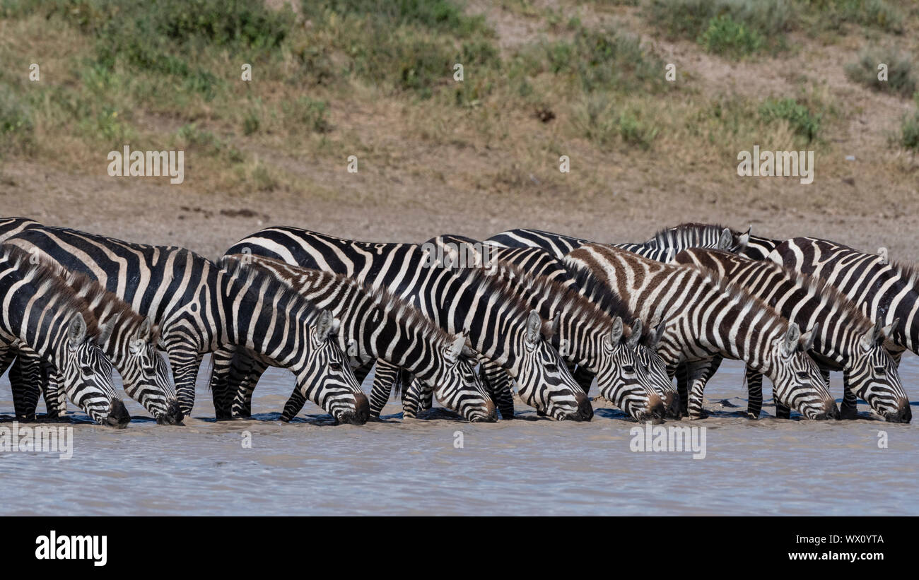 A herd of plains zebras (Equus quagga) drinking at Hidden Valley lake, Tanzania, East Africa, Africa Stock Photo