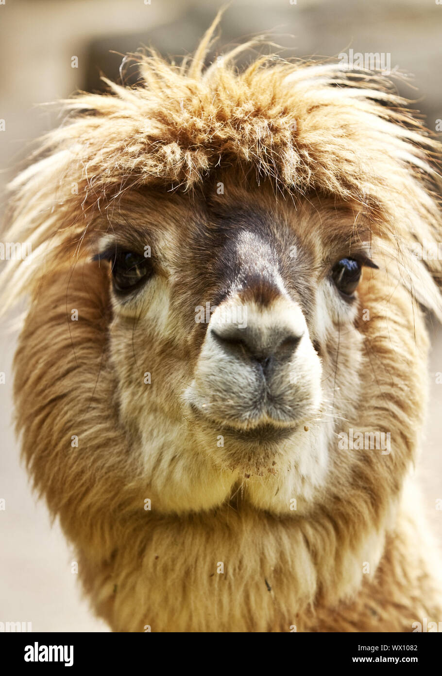 alpaca (Lama guanacoef. paco, Lama pacos, Vicugna pacos), portrait, Dortmund, Germany, Europe Stock Photo