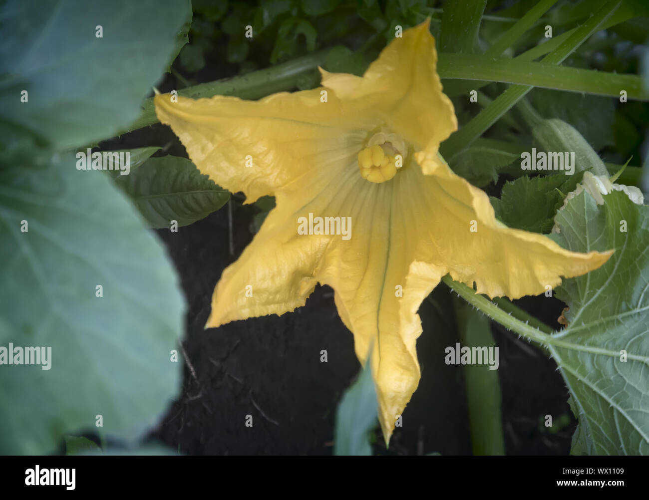 Annual flower in vegetable garden hi-res stock photography and images ...