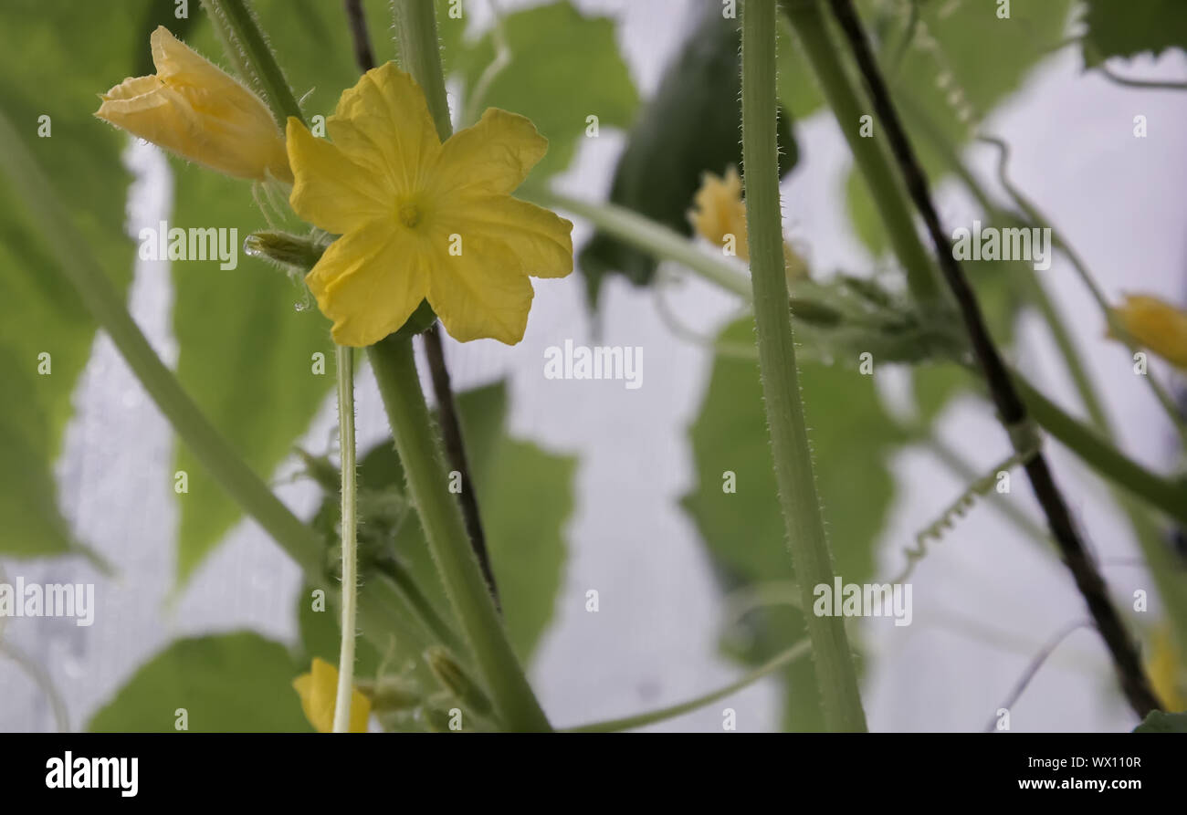 Flower of cucumber growing cucumber Stock Photo Alamy