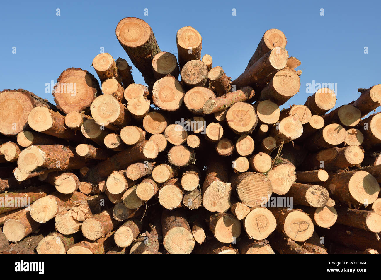 Wooden logs. Timber logging in autumn forest. Freshly cut pine tree logs Stock Photo