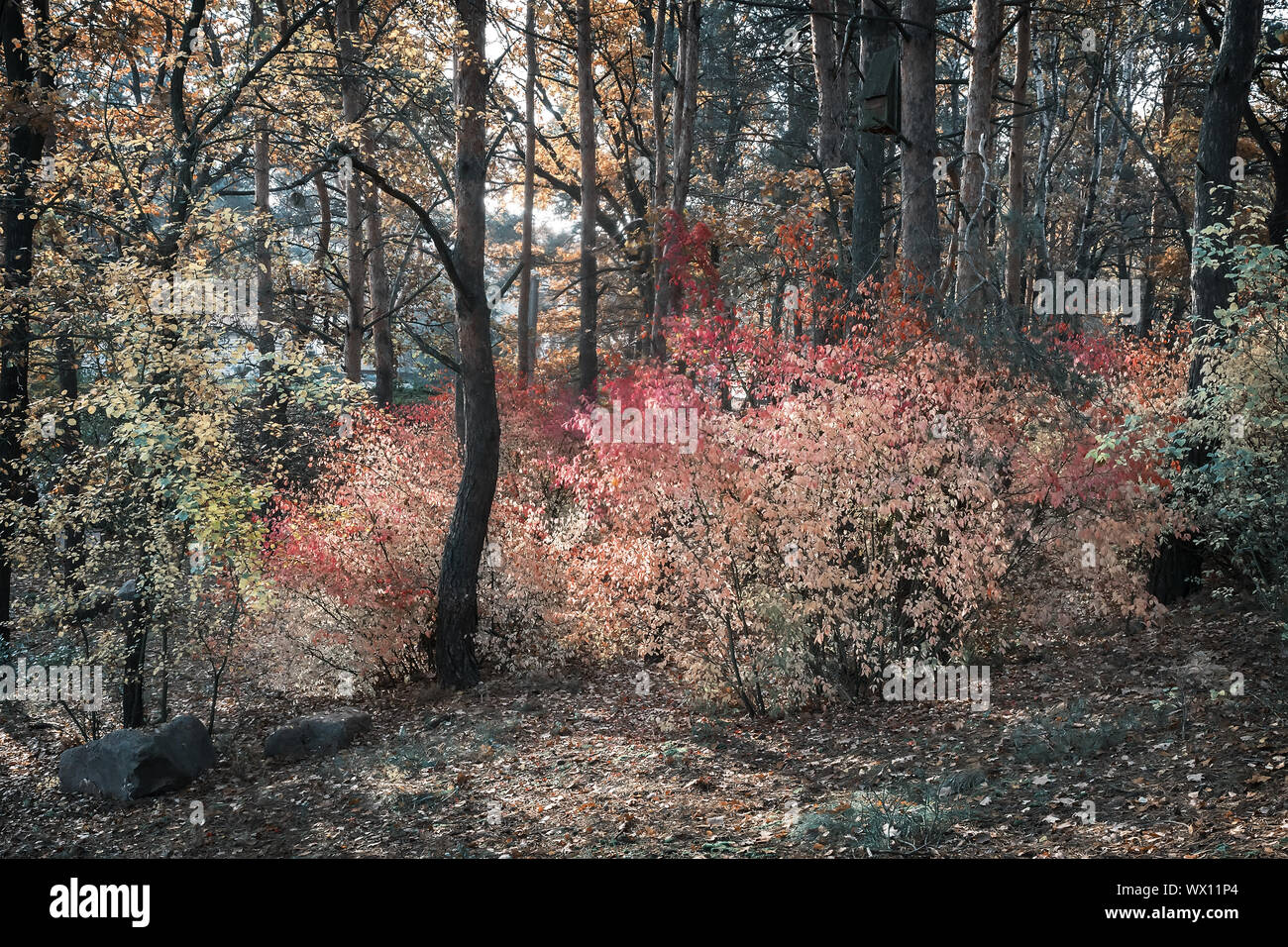 Autumn landscape in the forest with a shrub with red leaves. Stock Photo