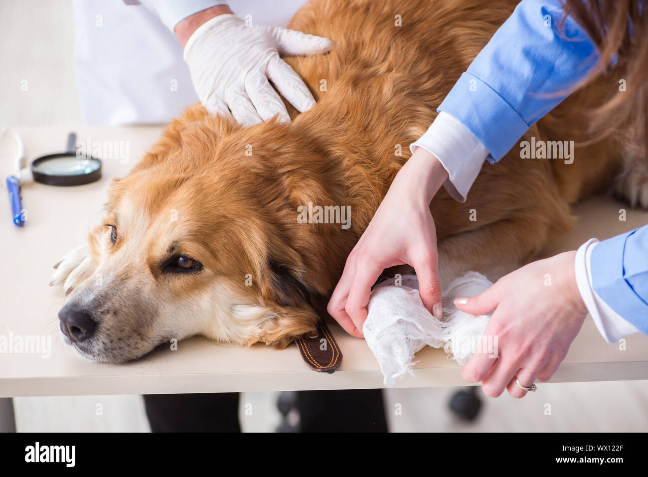 Doctor and assistant checking up golden retriever dog in vet cli Stock Photo