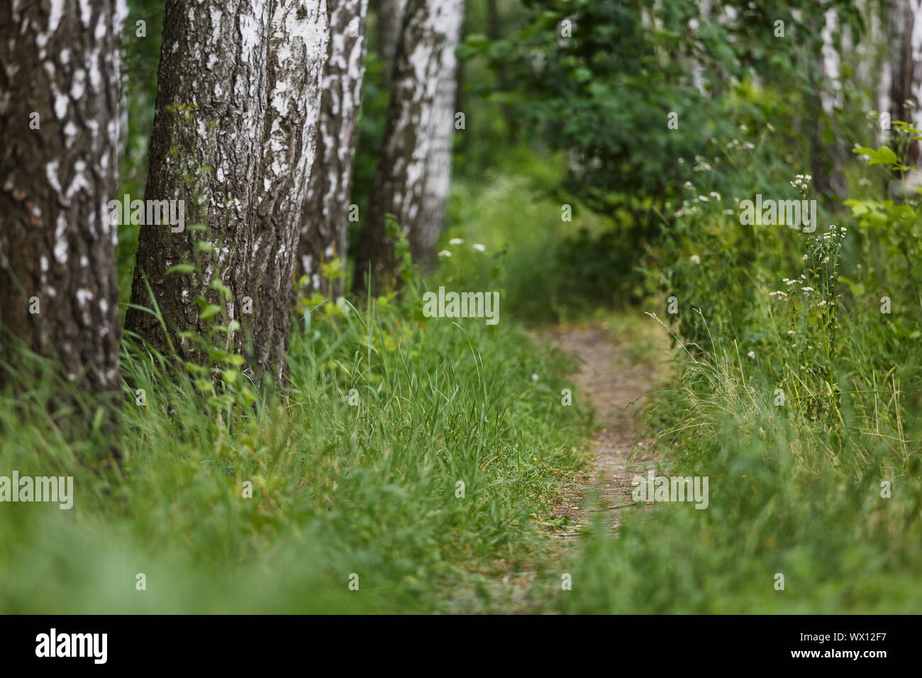 Natural background , birch grove, road, path among birches, landscape, forest, Stock Photo