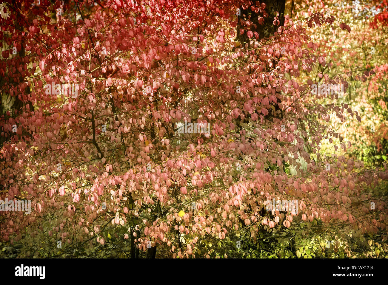 Plant A Tree For Wildlife