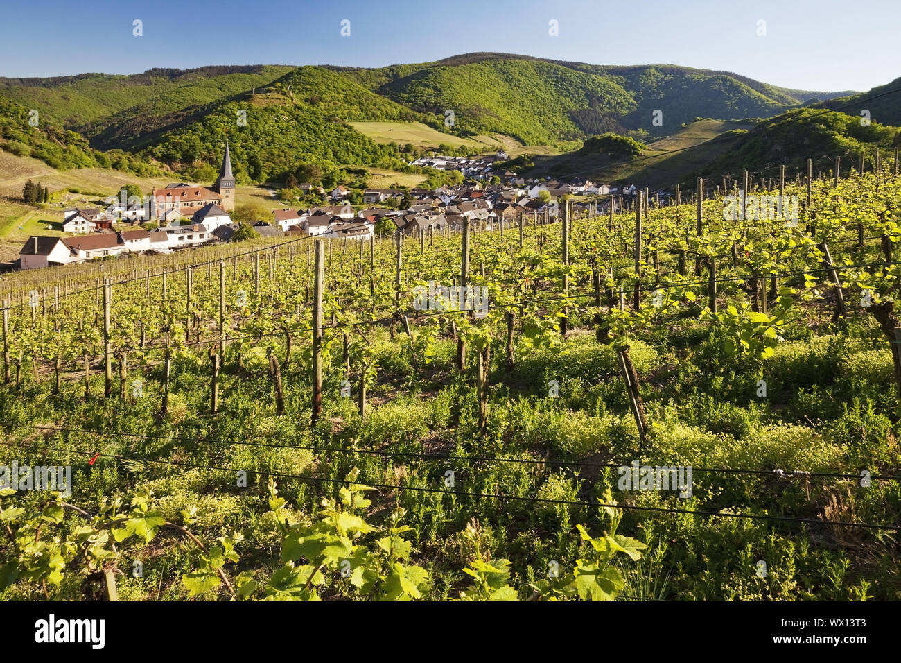 View over the vineyards to the place Mayschoss, Ahrtal, Eifel, Rhineland-Palatinate, Germany, Europe Stock Photo