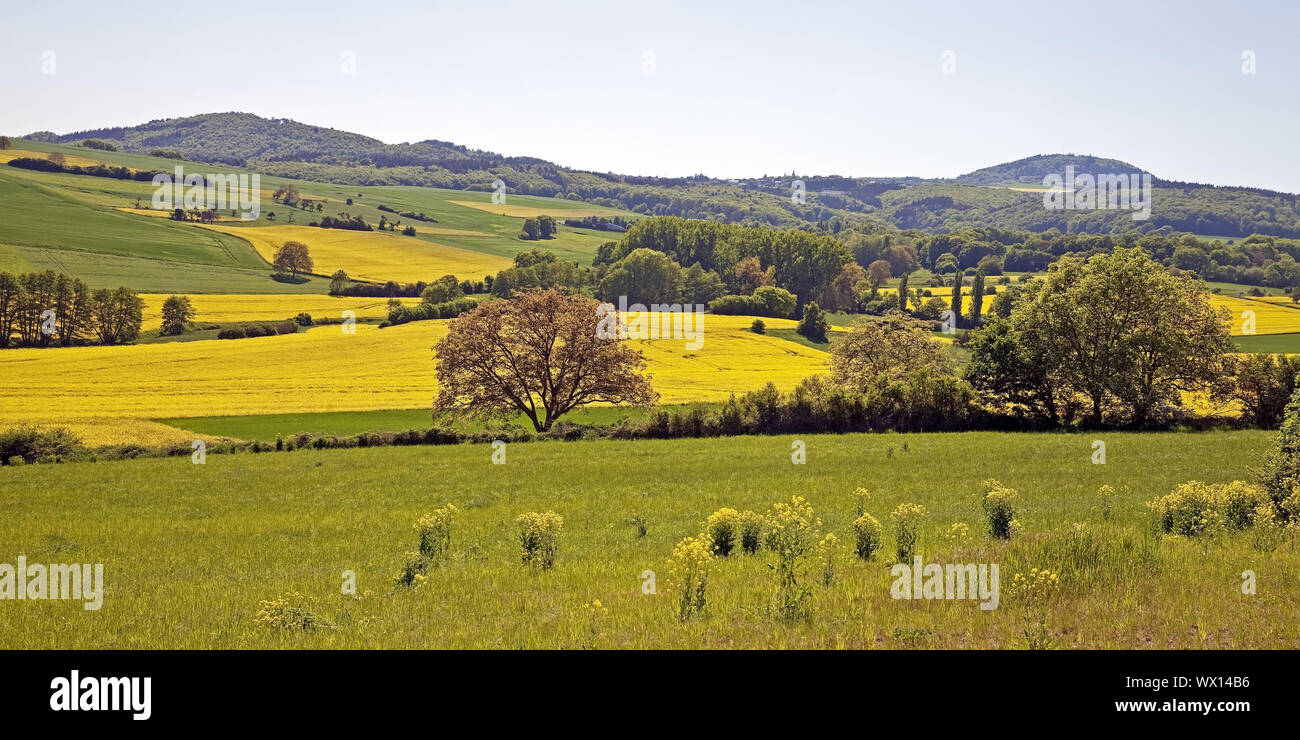 cultural landscape with blooming rapefields, Mendig, Eifel, Rhineland-Palatinate, Germany, Europe Stock Photo