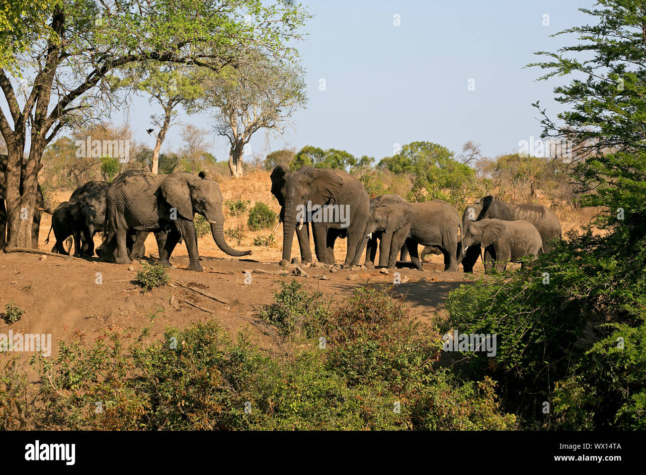 A Herd of elephants drinking at the waterhole Stock Photo