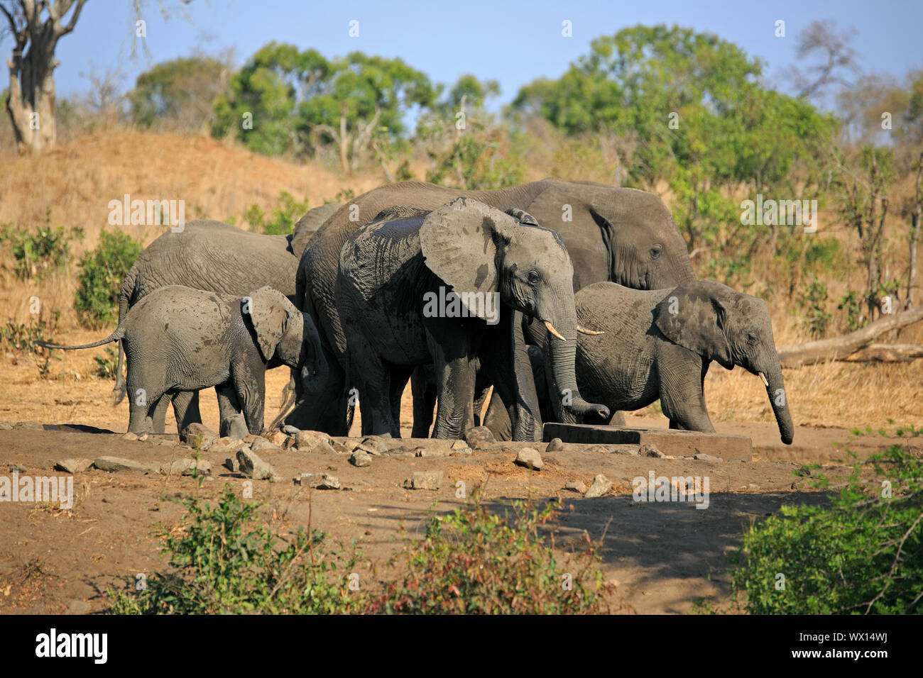 A Herd of elephants drinking at the waterhole Stock Photo