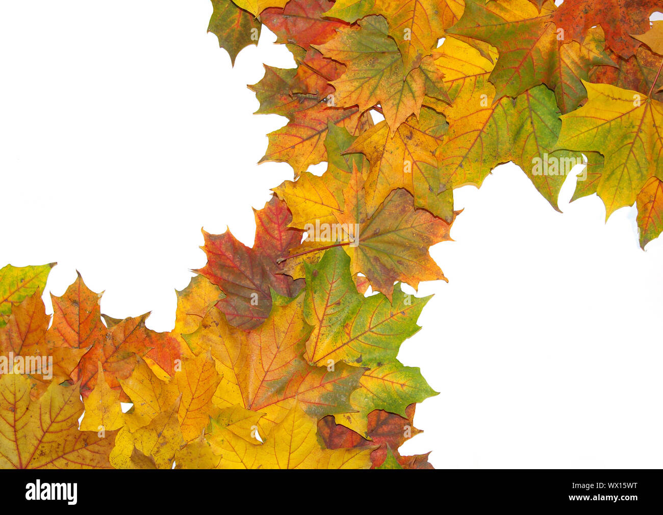 Frame with colored autumn maple leaves on white background Stock Photo ...