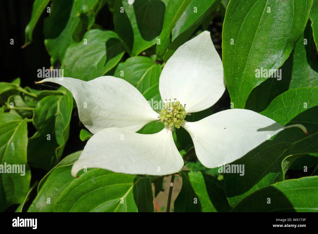 Flowering Handkerchief Tree Stock Photo
