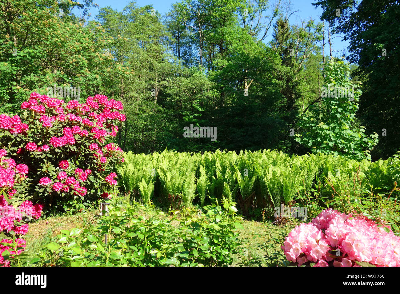 Rhododendrons and ferns in a landscaped garden Stock Photo