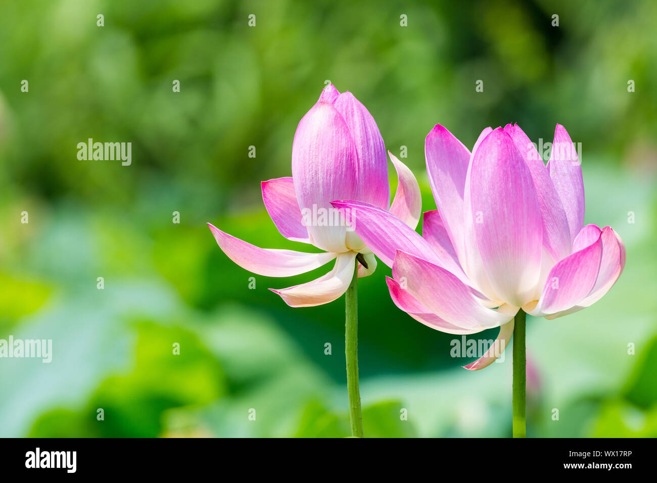 lotus flowers bloom Stock Photo