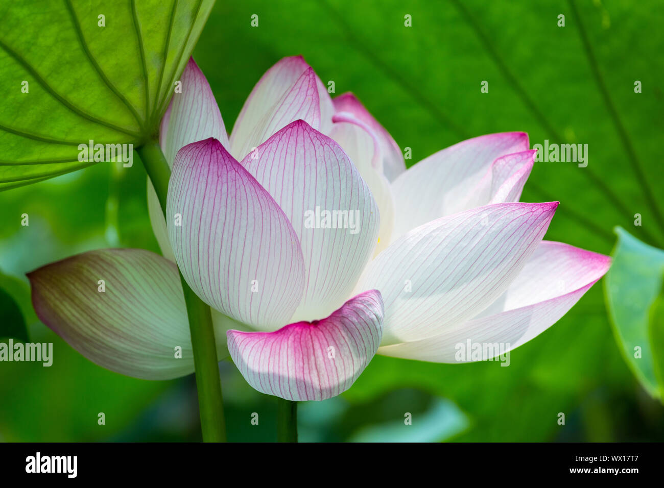 blooming lotus flower Stock Photo