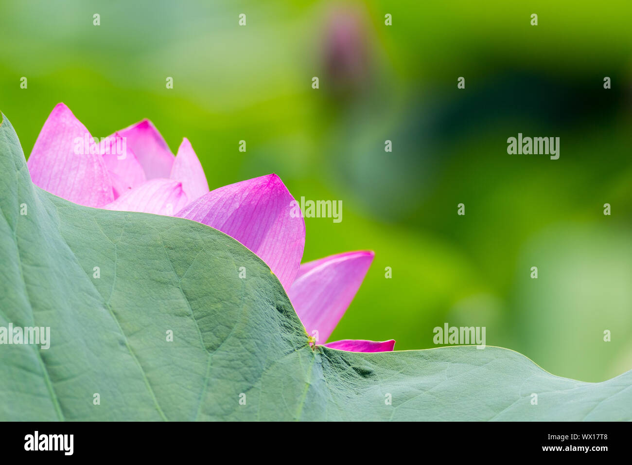 summer natural scene of lotus flower Stock Photo