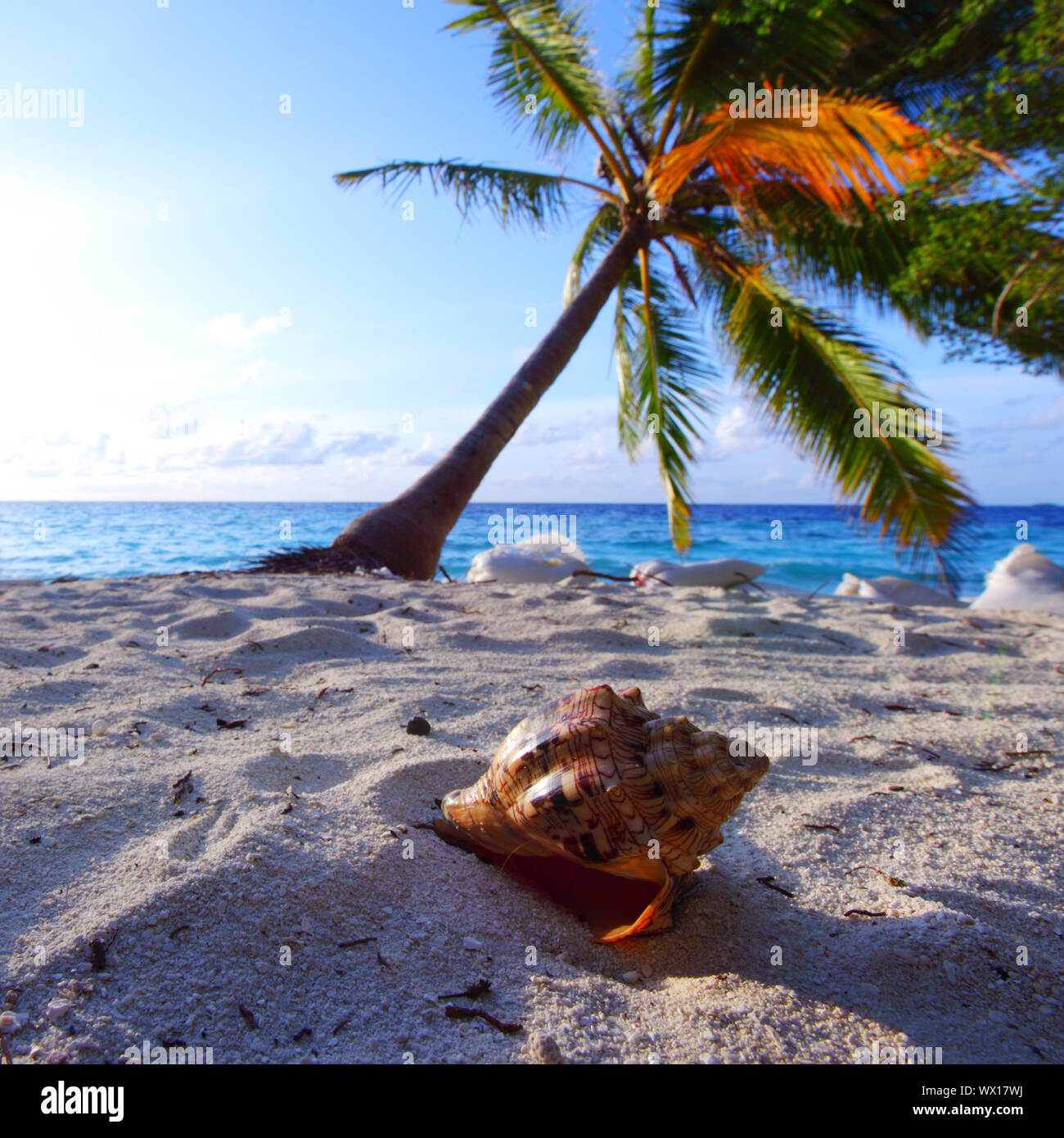 shell on sand under palm Stock Photo - Alamy
