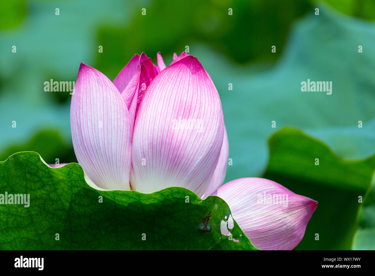 blooming lotus flower Stock Photo Alamy
