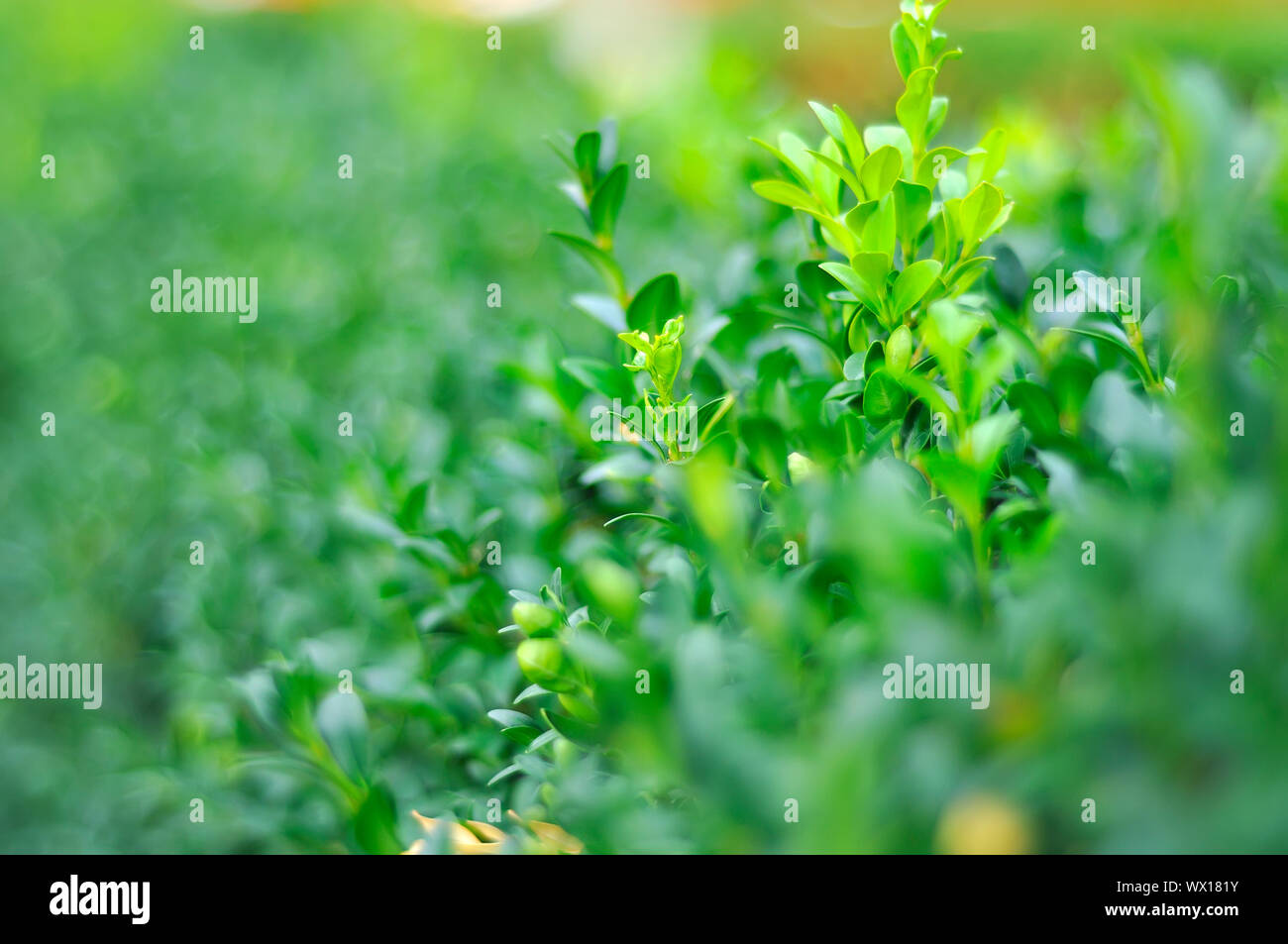 High resolution image lush hi-res stock photography and images - Alamy