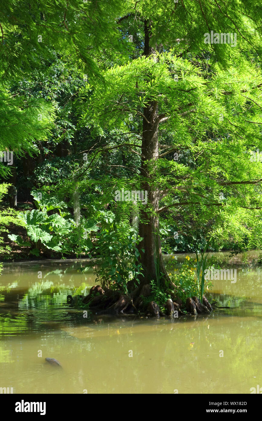 Swamp cypresses in the Loki Schmidt Garden in Hamburg Stock Photo