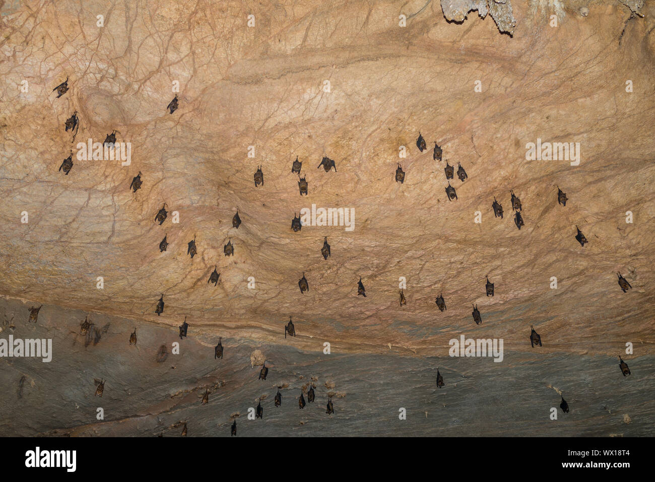 Microbats hanging headfirst in the Nam Talu cave in the national park Khao Sok in Thailand Stock Photo