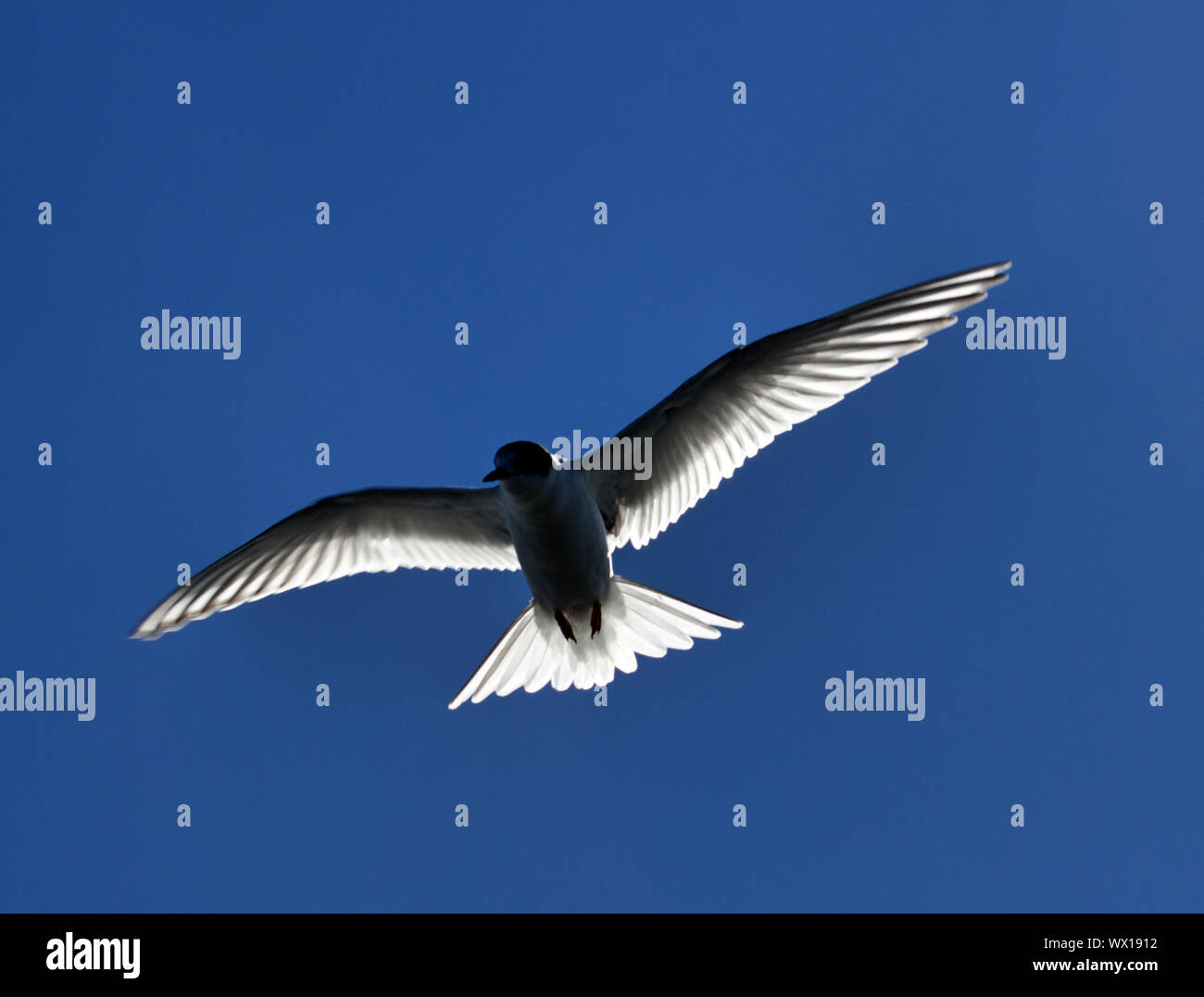 Young river tern (Sterna hirundo) flying Stock Photo