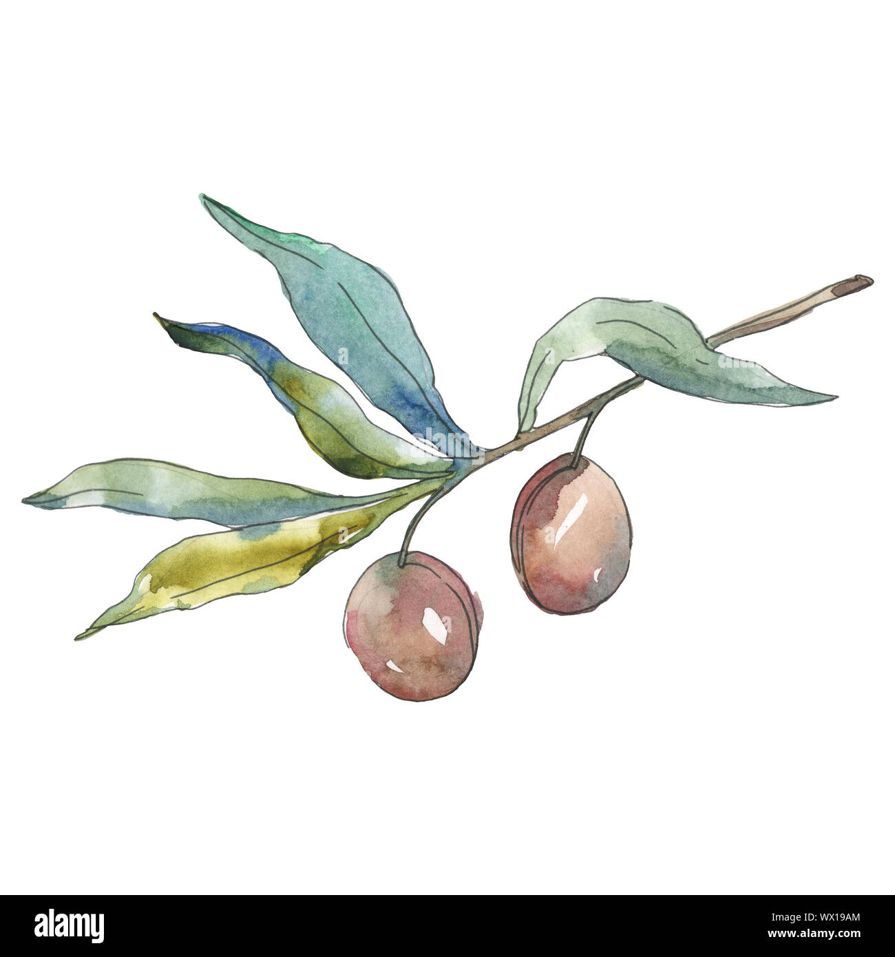 Olive branch with green fruit. Watercolor background illustration set ...