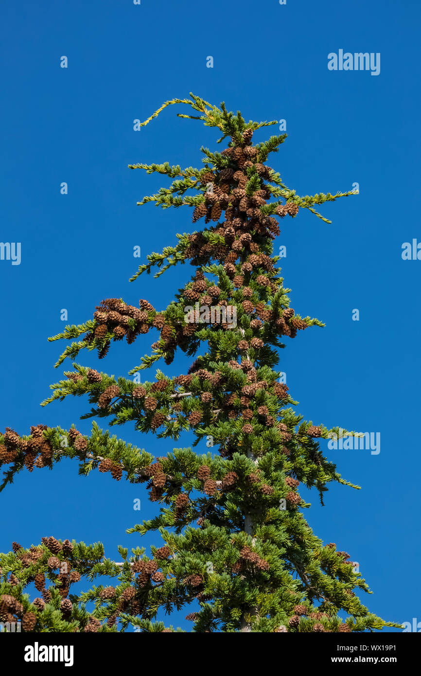 Mountain Hemlock, Tsuga mertensiana, loaded with cones in the Goat Rocks Wilderness, Gifford Pinchot National Forest, Washington State, USA Stock Photo