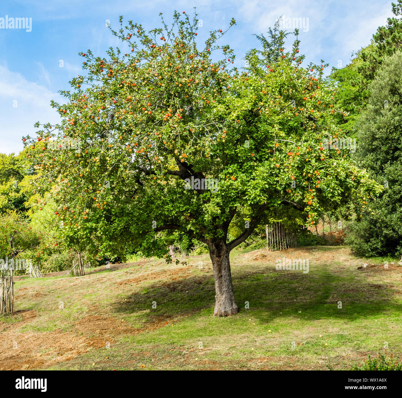 Apple tree in full fruit in the orchard of an English garden UK Stock Photo