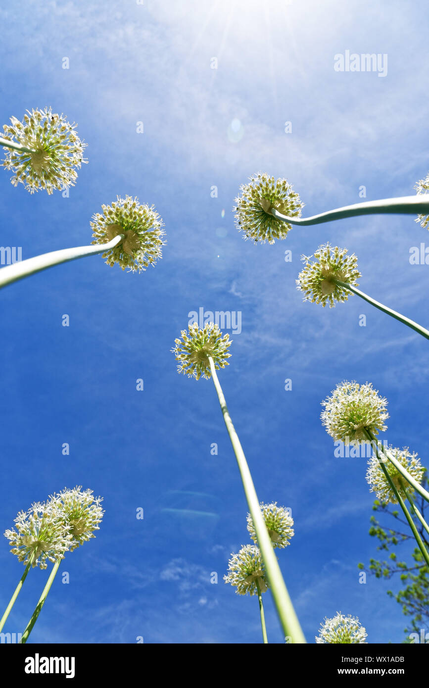Onion flowers hi-res stock photography and images - Alamy