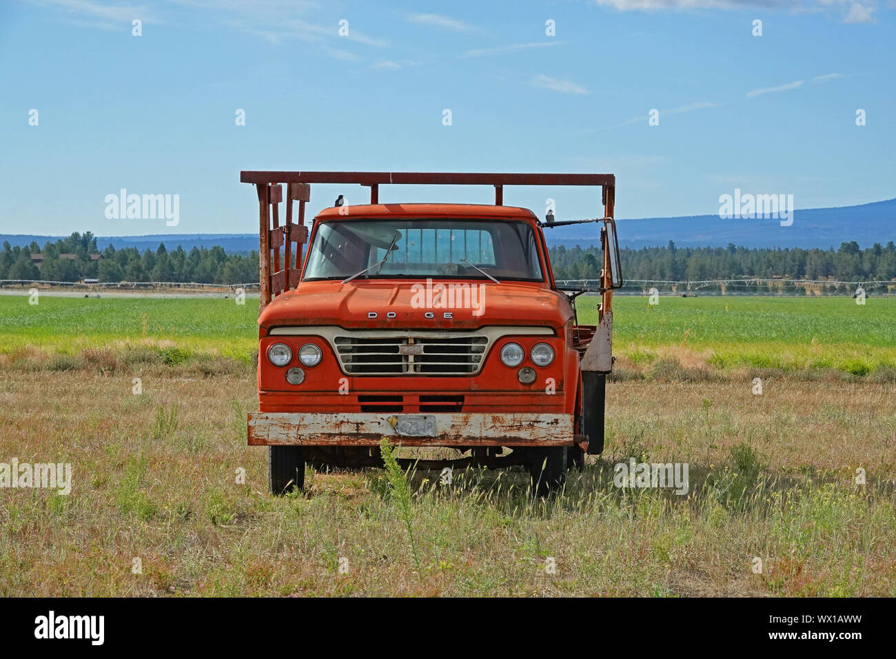 A 1965 Dodge 300 truck sitting in a farm field after being abandoned by the farmer who owns it. Stock Photo