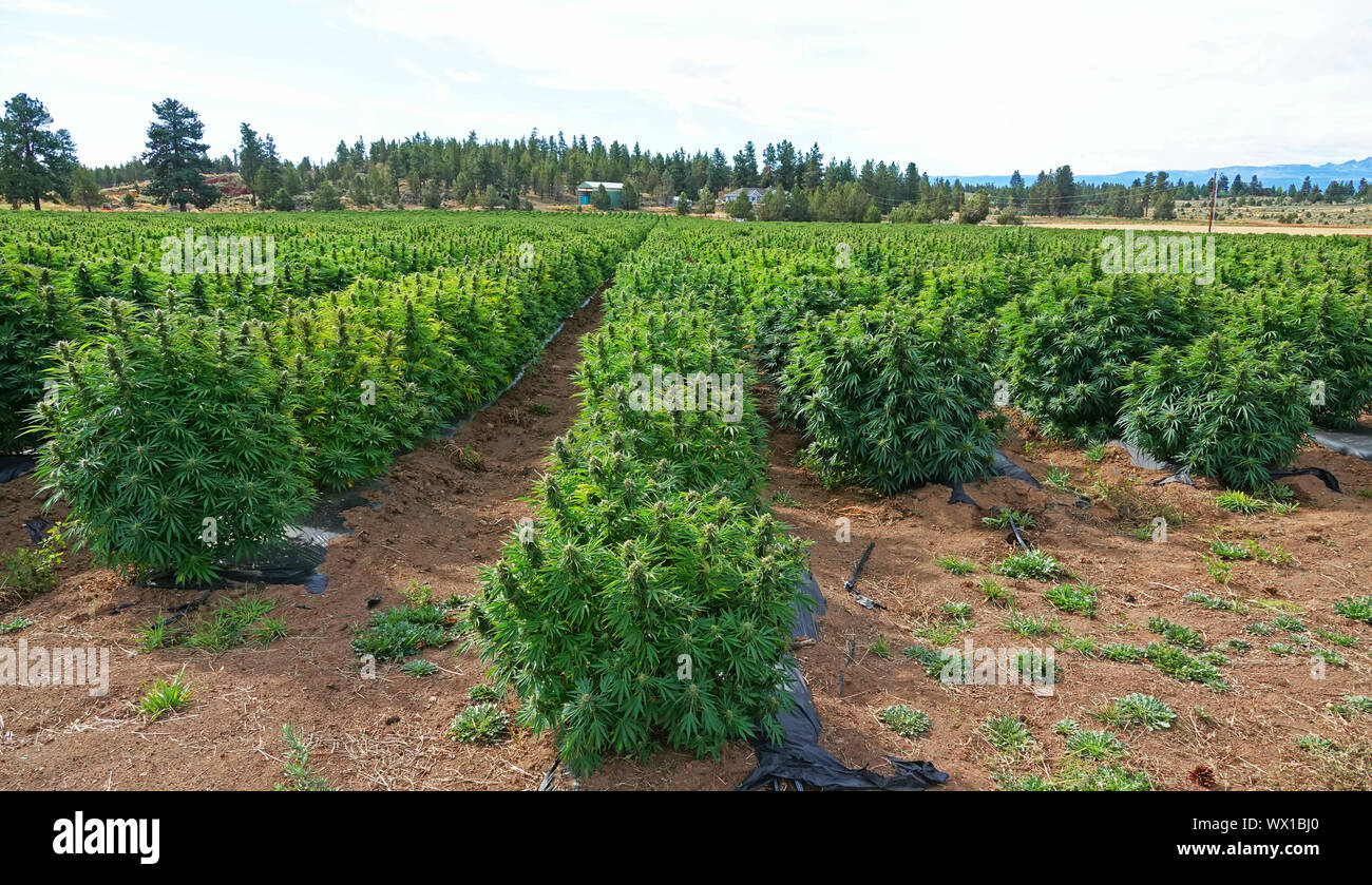 Industrial hemp plant hires stock photography and images Alamy