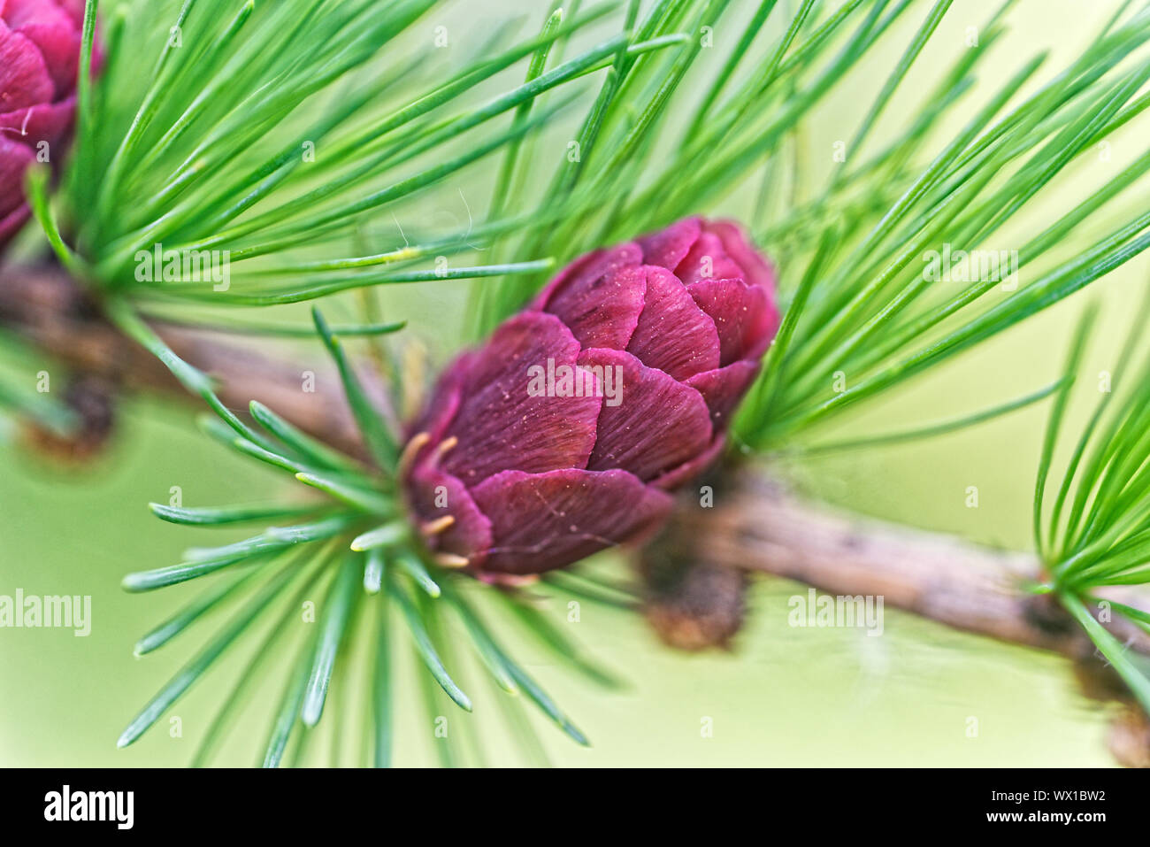 New cones in spring on a Tamarack tree Stock Photo