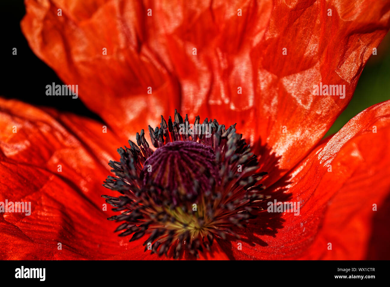 Detail of the Oriental Poppy 'Gold of Orphir' in Montreal Botanical Gardens Stock Photo