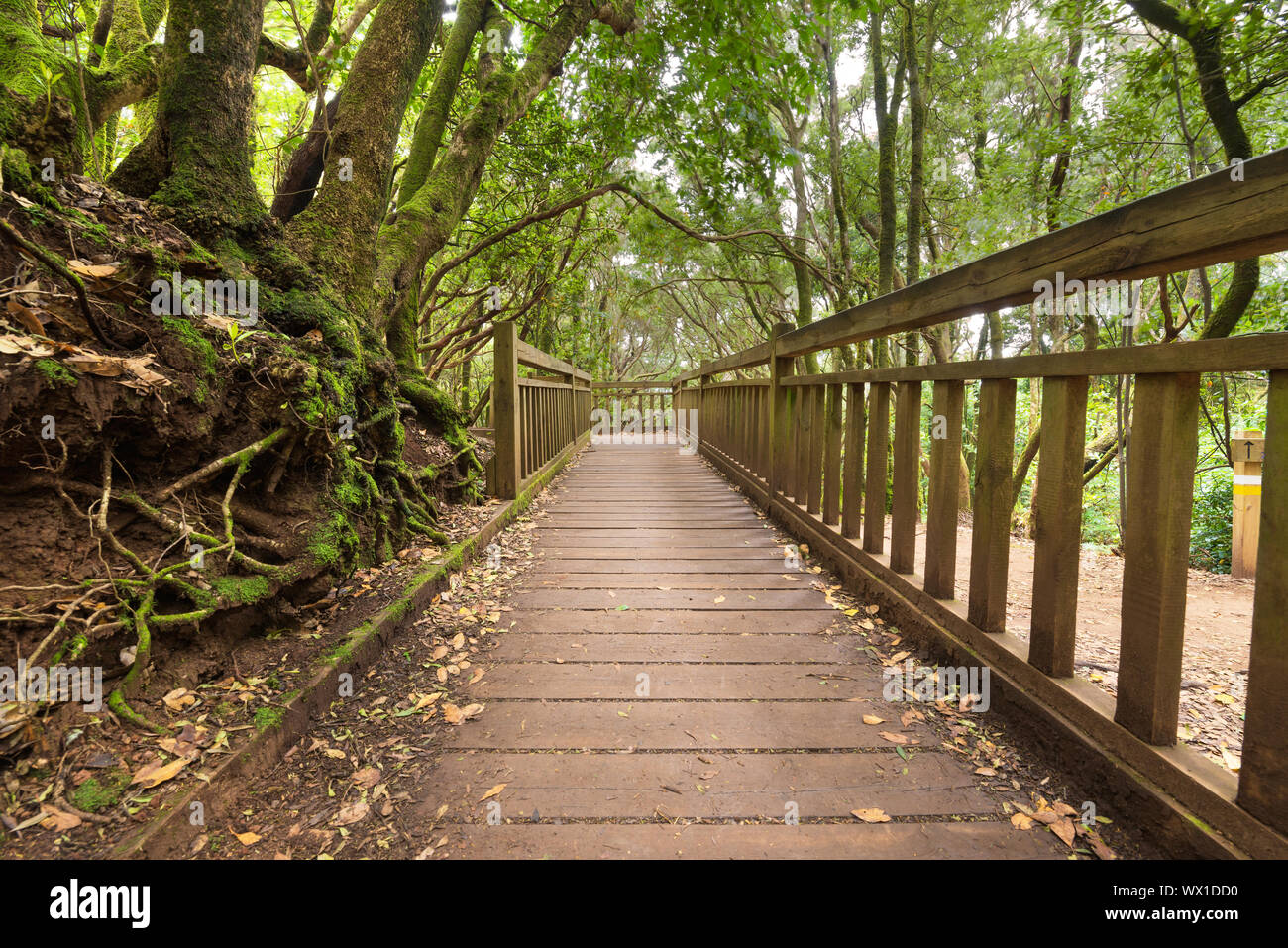 Pathway in Tropical forest Stock Photo - Alamy