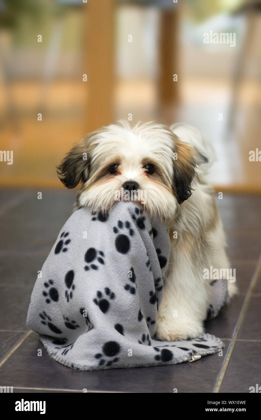 Lhasa Apso Puppy Stock Photos Lhasa Apso Puppy Stock Images Alamy