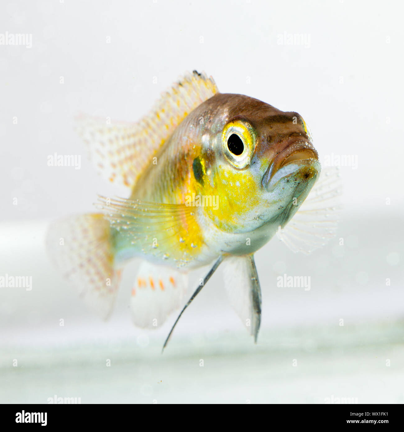 cichlid fish (Geophagus surinamensis) on a white background Stock Photo