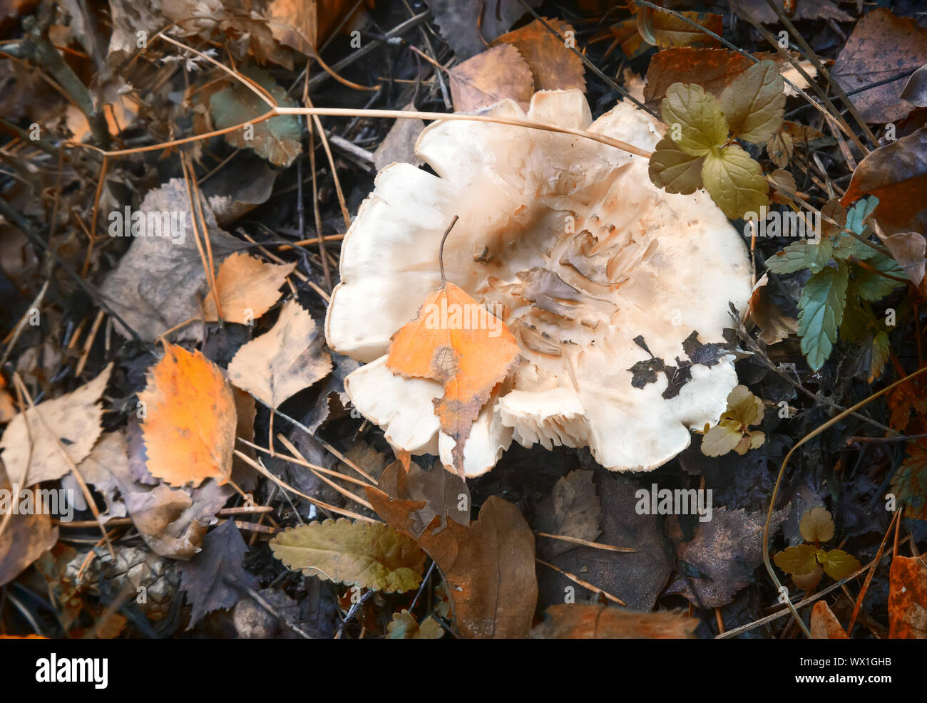 Russula mushroom in the autumn forest. Stock Photo