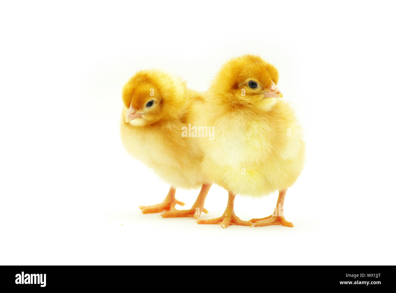 Cute little baby chicken isolated on white background Stock Photo - Alamy