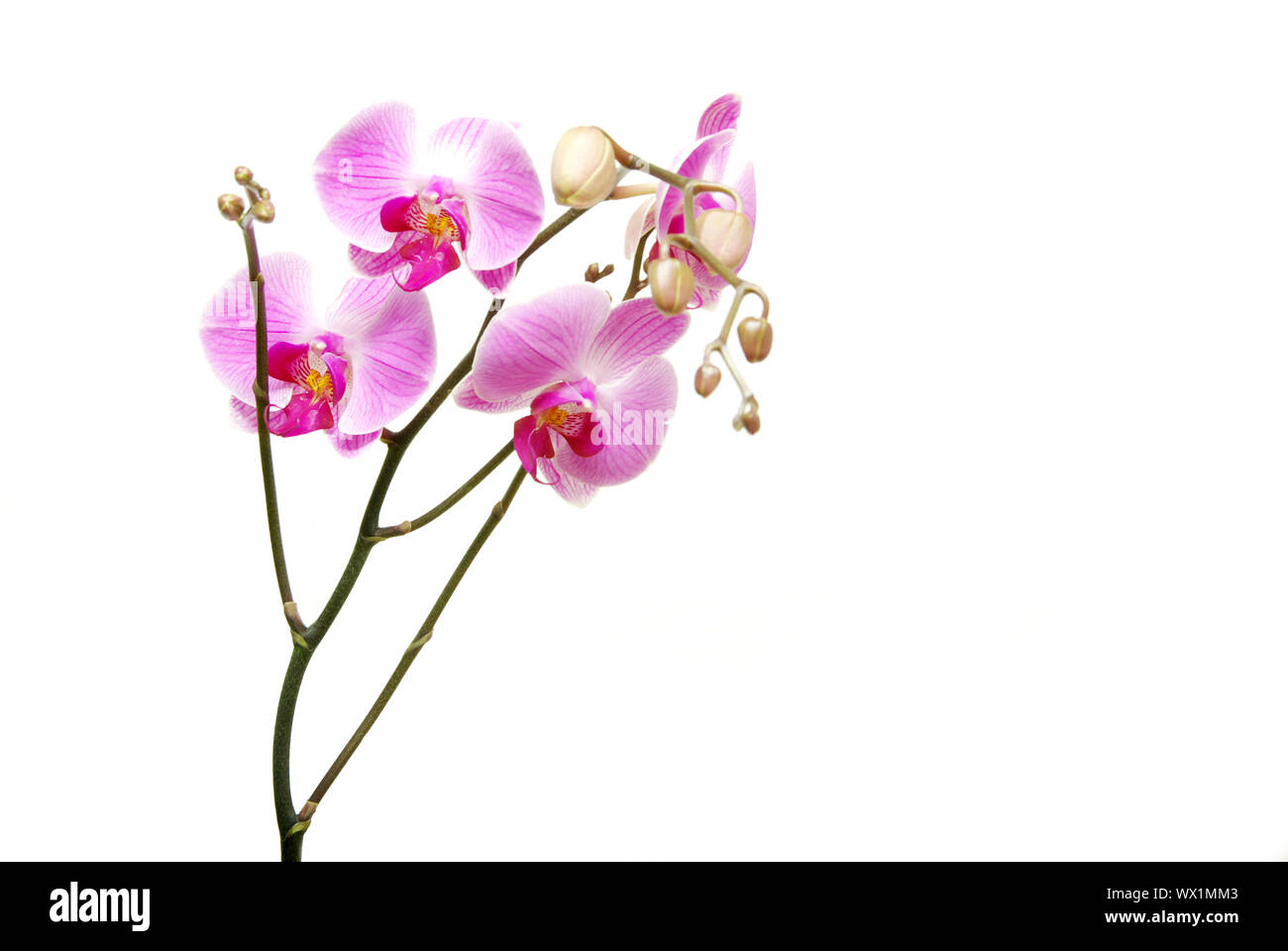 Pink orchid isolated on a white background Stock Photo - Alamy