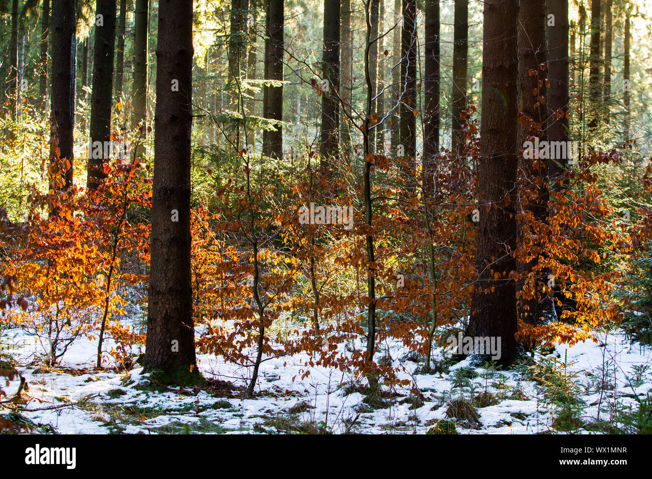 Lighting mood in the autumn forest Stock Photo