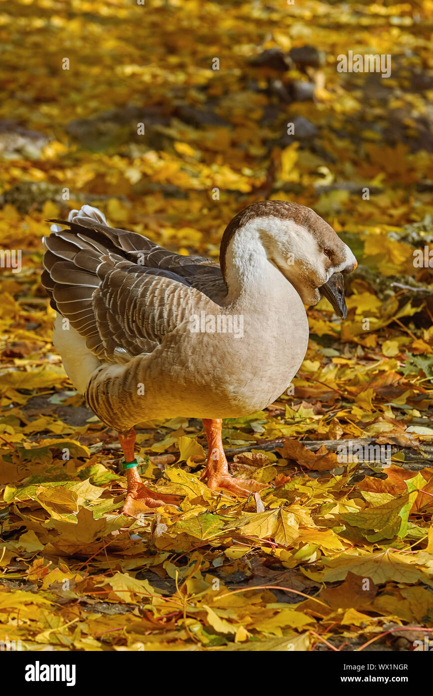 Swan Goose (Anser Cygnoides) Stock Photo