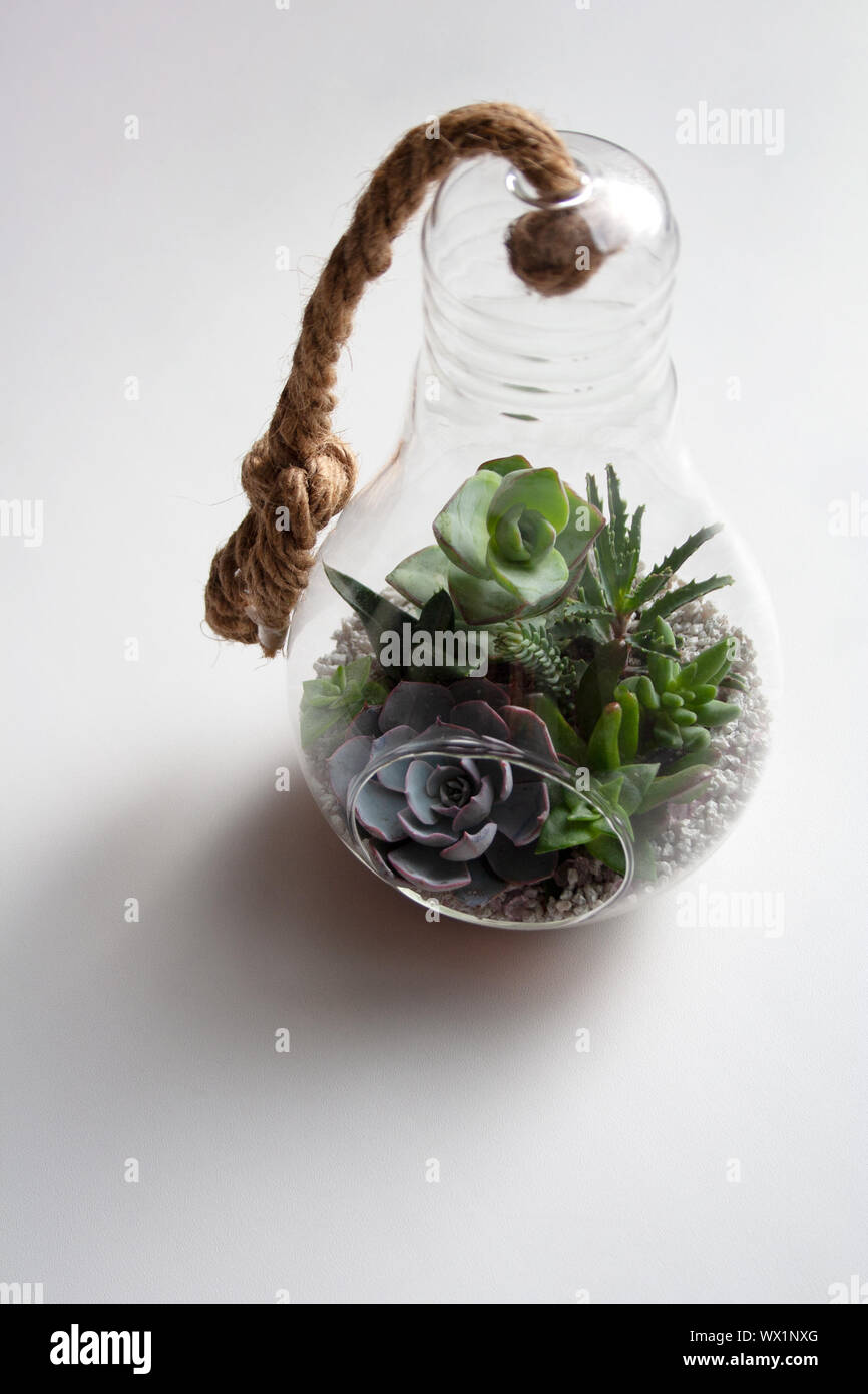 glass pots for plants Artificial Grass Plants in Square Clear Glass Pots with Faux Pebbles and Soil, Potted Greenery, Set of 2