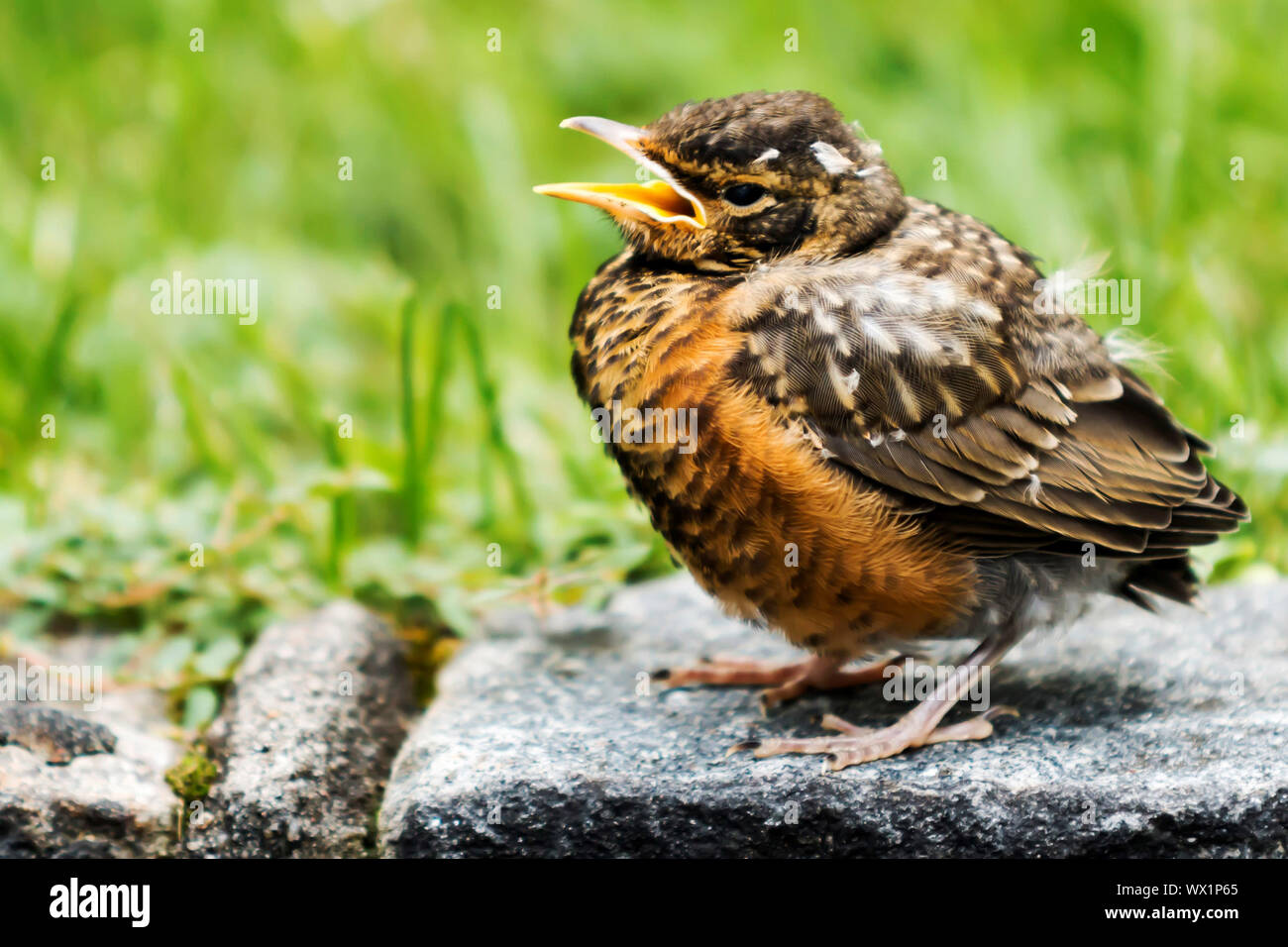 A close-Up view of a baby Robin that is singing while standing on Belgian block bricks with green grass in the background Stock Photo