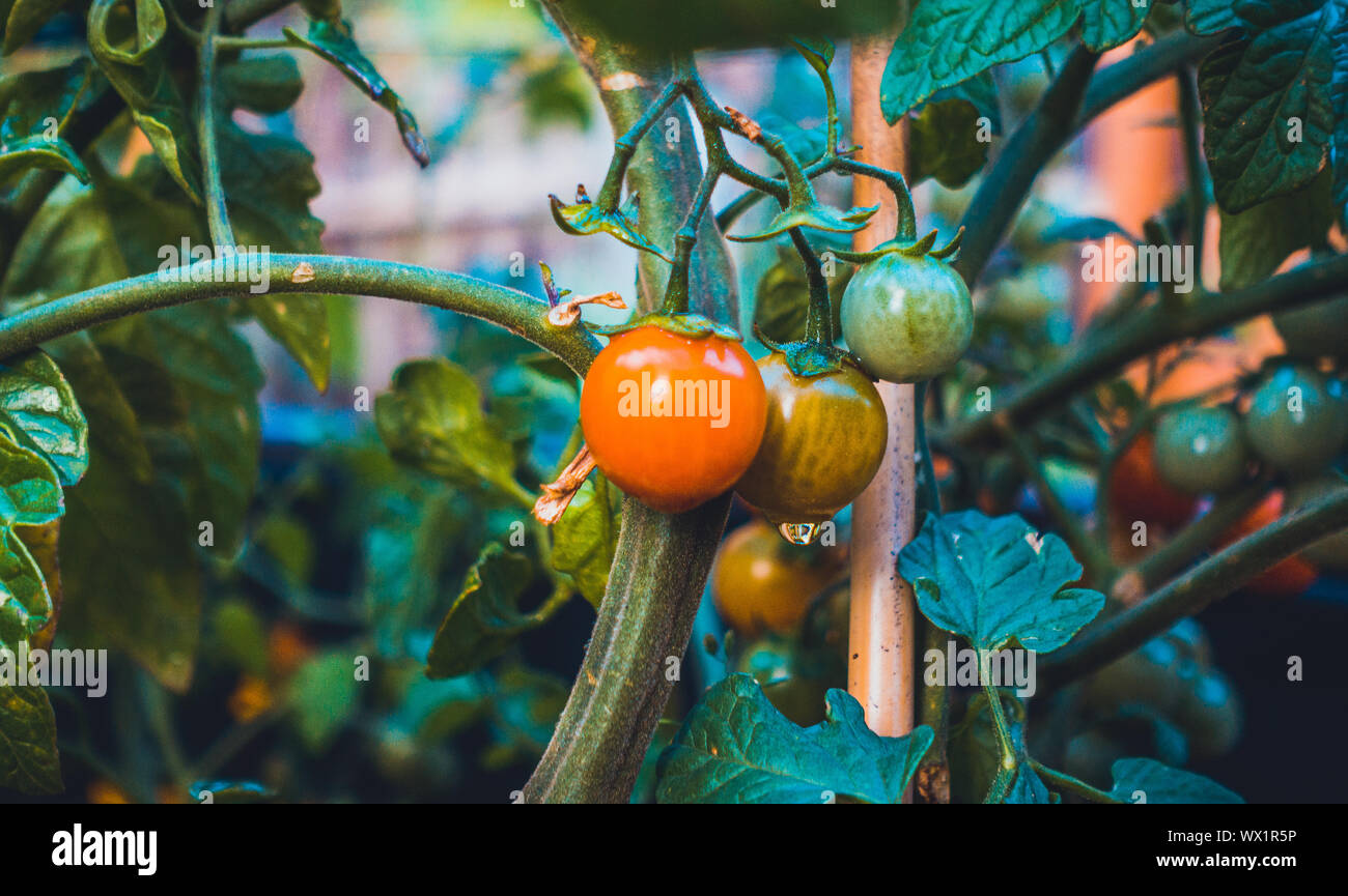 typical tomatoes are growing in the garden Stock Photo - Alamy