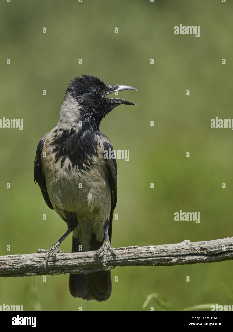 Hooded Crow Stock Photo