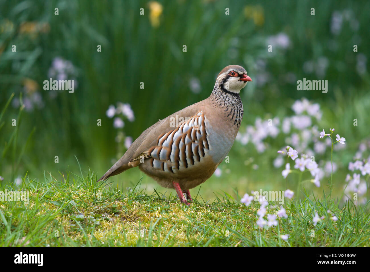 Red legged partridge and flowers hi-res stock photography and images ...