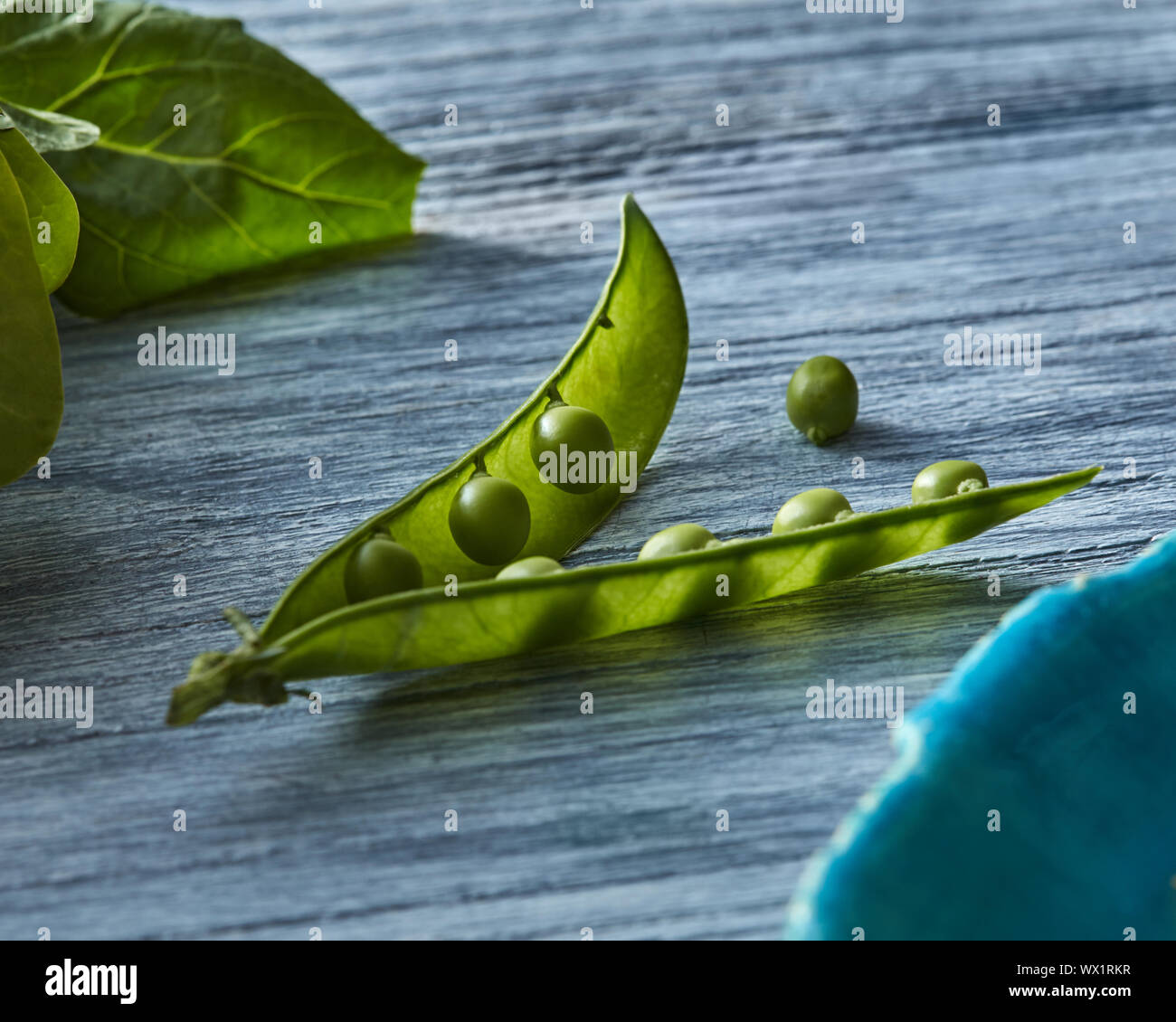 The pod of natural organic green peas is open with small spherical grains, leaf of spinach on a gray wooden background. Stock Photo