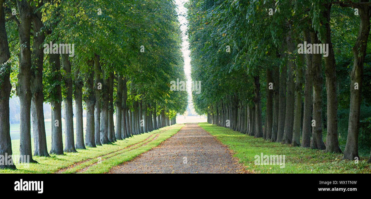 Perfect linden alley for some superb walks Stock Photo