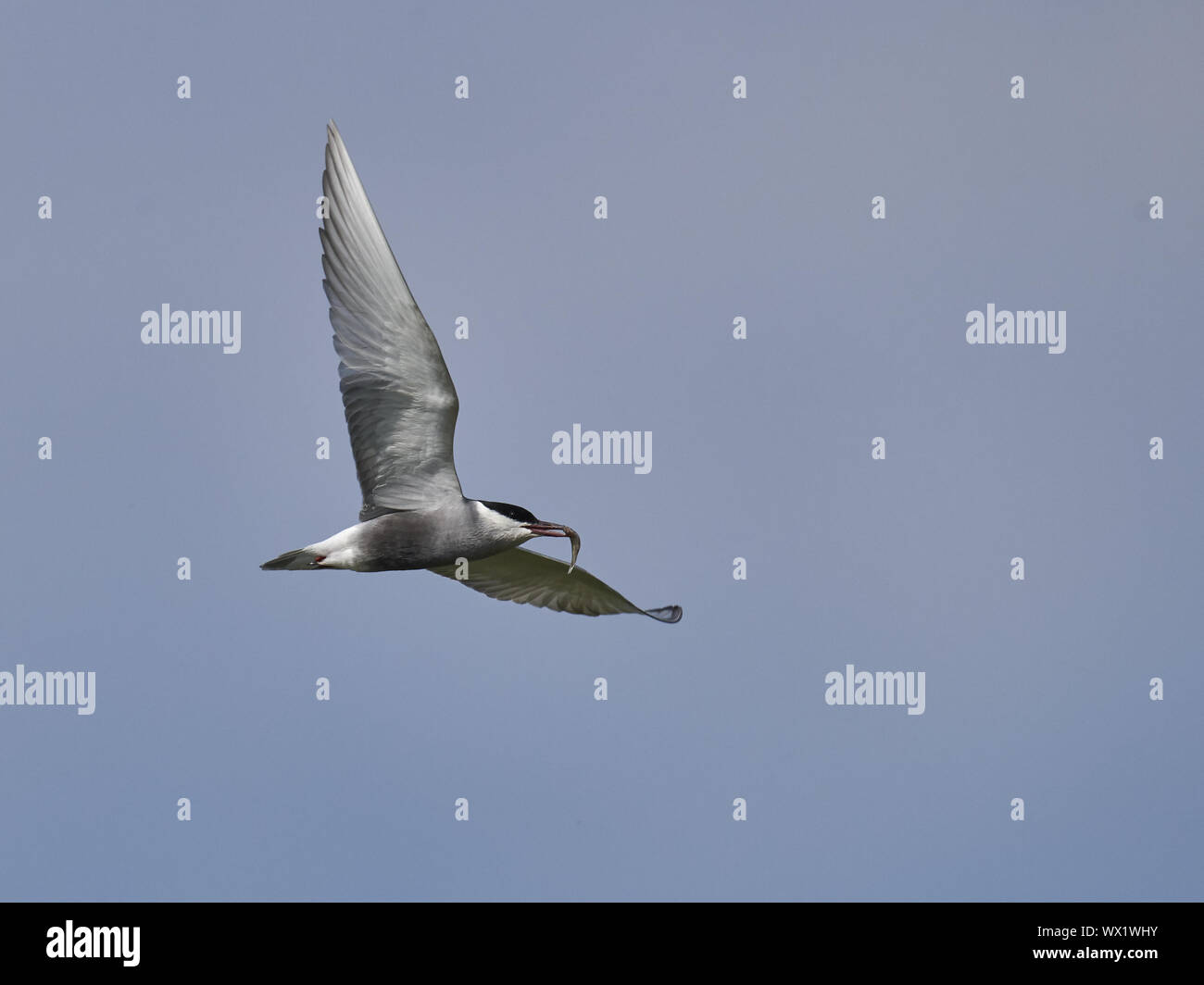 Whiskered Tern Stock Photo