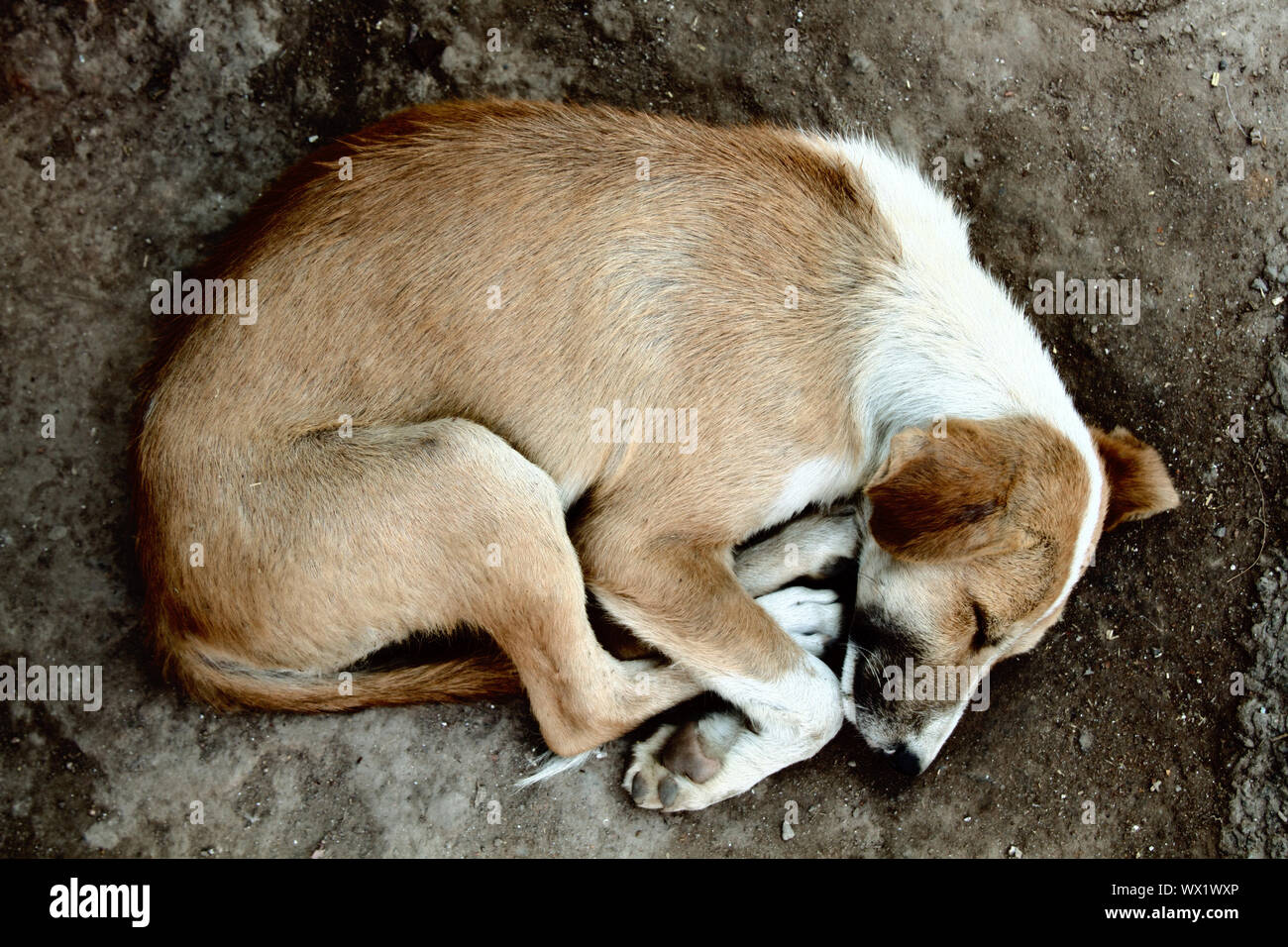 Stray dog on pavement, top view Stock Photo